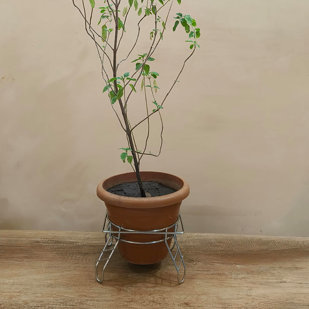 Rust-Proof Iron Planter Pot Stand